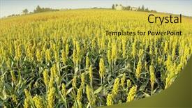  Presentation with sorghum - Beautiful PPT theme featuring sorghum field with a farm backdrop and a yellow colored foreground