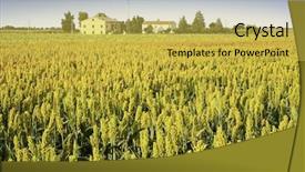  Presentation with sorghum - Slides with sorghum field background and a yellow colored foreground