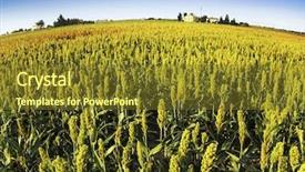  Presentation with sorghum - Slide set featuring sorghum field background and a tawny brown colored foreground