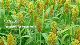  Presentation with sorghum - Cool new presentation theme with sorghum backdrop and a tawny brown colored foreground