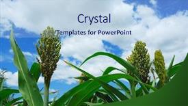  Presentation with sorghum - Colorful PPT layouts enhanced with sorghum backdrop and a light blue colored foreground