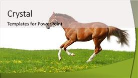  Presentation with foal - Audience pleasing slides consisting of foal gallops - isolated on white backdrop and a light gray colored foreground