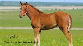  Presentation with foal - Beautiful PPT layouts featuring sorrel-foal-in-field backdrop and a gold colored foreground