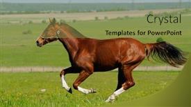  Presentation with horse - Slides consisting of sorrel-horse-gallops-in-field background and a yellow colored foreground