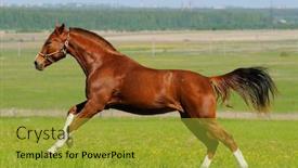  Presentation with horse - Beautiful presentation theme featuring sorrel-horse-gallops-in-field backdrop and a yellow colored foreground
