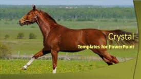  Presentation with horse - PPT theme with sorrel-horse-gallops-in-field background and a tawny brown colored foreground