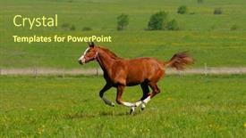  Presentation with horse - Colorful slides enhanced with sorrel-horse-gallops-in-field backdrop and a tawny brown colored foreground