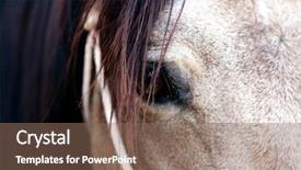  Presentation with horse - Colorful slide set enhanced with sorrel horse backdrop and a violet colored foreground