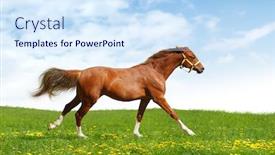  Presentation with foal - PPT layouts featuring sorrel trakehner foal gallops - realistic photo-montage background and a sky blue colored foreground