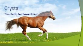  Presentation with realistic - Cool new slides with sorrel trakehner foal gallops - realistic photo-montage backdrop and a sky blue colored foreground