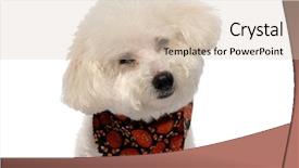  Presentation with sitting teddy bear isolated - Audience pleasing presentation theme consisting of soul family - beau a bichon frise isolated backdrop and a  colored foreground