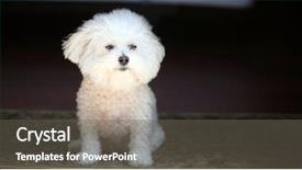  Presentation with cats - PPT layouts enhanced with soul family - fifi a bichon frise looks background and a gray colored foreground