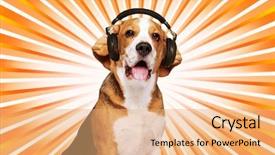  Presentation with beagle dog - PPT layouts with sound beam - beagle dog wearing headphones background and a coral colored foreground