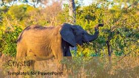  Presentation with exotic animals - Beautiful PPT theme featuring south-africa-african-savanna-elephants backdrop and a gold colored foreground
