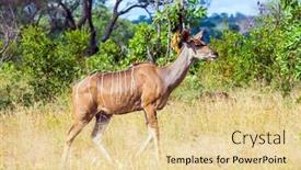  Presentation with exotic animals - Presentation theme consisting of south-africa-animals-live background and a lemonade colored foreground