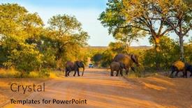  Presentation with africa tourism - PPT theme consisting of south-africa-gold-sunset background and a gold colored foreground