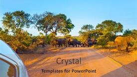  Presentation with exotic animals - Presentation theme featuring south-africa-herd-of-elephants background and a coral colored foreground