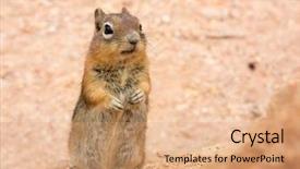  Presentation with soil - Audience pleasing presentation design consisting of ground squirell on sandy soil backdrop and a coral colored foreground