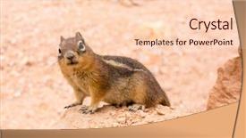  Presentation with soil drilling - Slide deck consisting of ground squirell on sandy soil background and a lemonade colored foreground