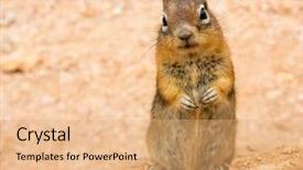  Presentation with soil nematodes - Audience pleasing PPT layouts consisting of ground squirell on sandy soil backdrop and a coral colored foreground