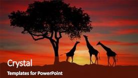  Presentation with south africa - Amazing presentation theme having south african giraffes at sunset backdrop and a tawny brown colored foreground
