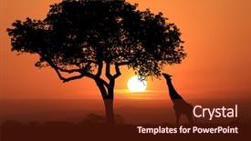  Presentation with south africa - PPT theme featuring south african giraffes at sunset background and a tawny brown colored foreground