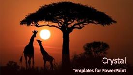  Presentation with old map south africa - Presentation theme enhanced with south african giraffes at sunset background and a wine colored foreground