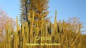  Presentation with queen - 