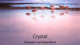  Presentation with flamingo - Cool new slide deck with south america - flamingo in bolivia backdrop and a lemonade colored foreground