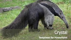  Presentation with ant - Amazing PPT theme having south america - giant anteater myrmecophaga tridactyla also backdrop and a tawny brown colored foreground