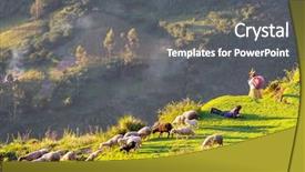  Presentation with bolivia tourism - Slides having south america - sheeps in bolivia background and a gray colored foreground