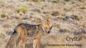  Presentation with fox - Amazing PPT theme having south american gray fox lycalopex backdrop and a coral colored foreground