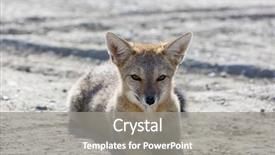  Presentation with fox - Beautiful presentation design featuring south american gray fox lycalopex backdrop and a gray colored foreground