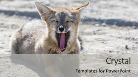  Presentation with fox - Amazing slide set having south american gray fox lycalopex backdrop and a light gray colored foreground