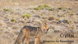  Presentation with music south america - Colorful presentation theme enhanced with south american gray fox lycalopex backdrop and a coral colored foreground