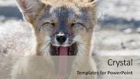  Presentation with main air routes in south america - Audience pleasing presentation theme consisting of south american gray fox lycalopex backdrop and a light gray colored foreground