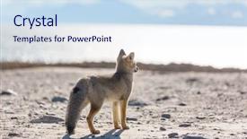  Presentation with music south america - Presentation consisting of south american gray fox lycalopex background and a sky blue colored foreground