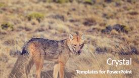  Presentation with main air routes in south america - Presentation theme featuring south american gray fox lycalopex background and a coral colored foreground