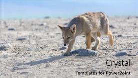  Presentation with fox - Presentation theme featuring south american gray fox lycalopex background and a light gray colored foreground