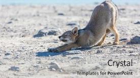  Presentation with music south america - Presentation with south american gray fox lycalopex background and a light gray colored foreground