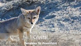  Presentation with fox - Slides with south-american-gray-fox-lycalopex background and a gray colored foreground