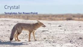  Presentation with fox - Colorful PPT layouts enhanced with south-american-gray-fox-lycalopex backdrop and a sky blue colored foreground