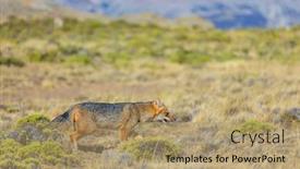  Presentation with fox - Cool new PPT layouts with south-american-gray-fox-lycalopex backdrop and a coral colored foreground
