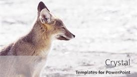 Presentation with fox - PPT theme consisting of south-american-gray-fox-lycalopex background and a white colored foreground