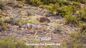  Presentation with fox - Beautiful PPT theme featuring south-american-gray-fox-lycalopex backdrop and a coral colored foreground