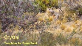  Presentation with fox - Colorful theme enhanced with south-american-gray-fox-lycalopex backdrop and a coral colored foreground