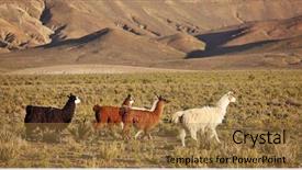  Presentation with american - Presentation theme consisting of south american llamas background and a coral colored foreground