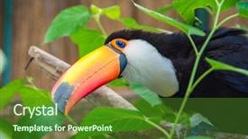  Presentation with main air routes in south america - Cool new slide deck with toucans - south american mlticolored toco toucan backdrop and a forest green colored foreground