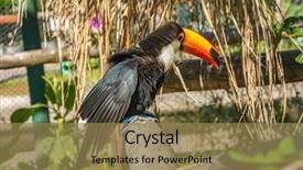  Presentation with south america world women - Presentation design consisting of toucans - south american mlticolored toco toucan background and a coral colored foreground