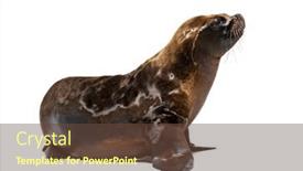  Presentation with lion - PPT layouts with south-american-sea-lion-two background and a tawny brown colored foreground